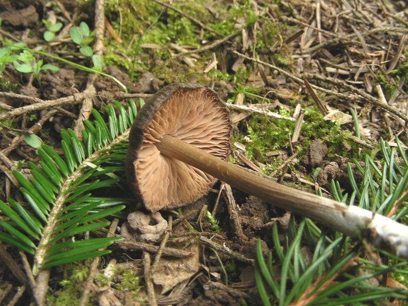 Escursione trentina con amara sorpresa